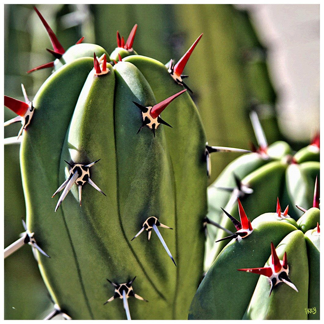 Tall Cactus Close Up