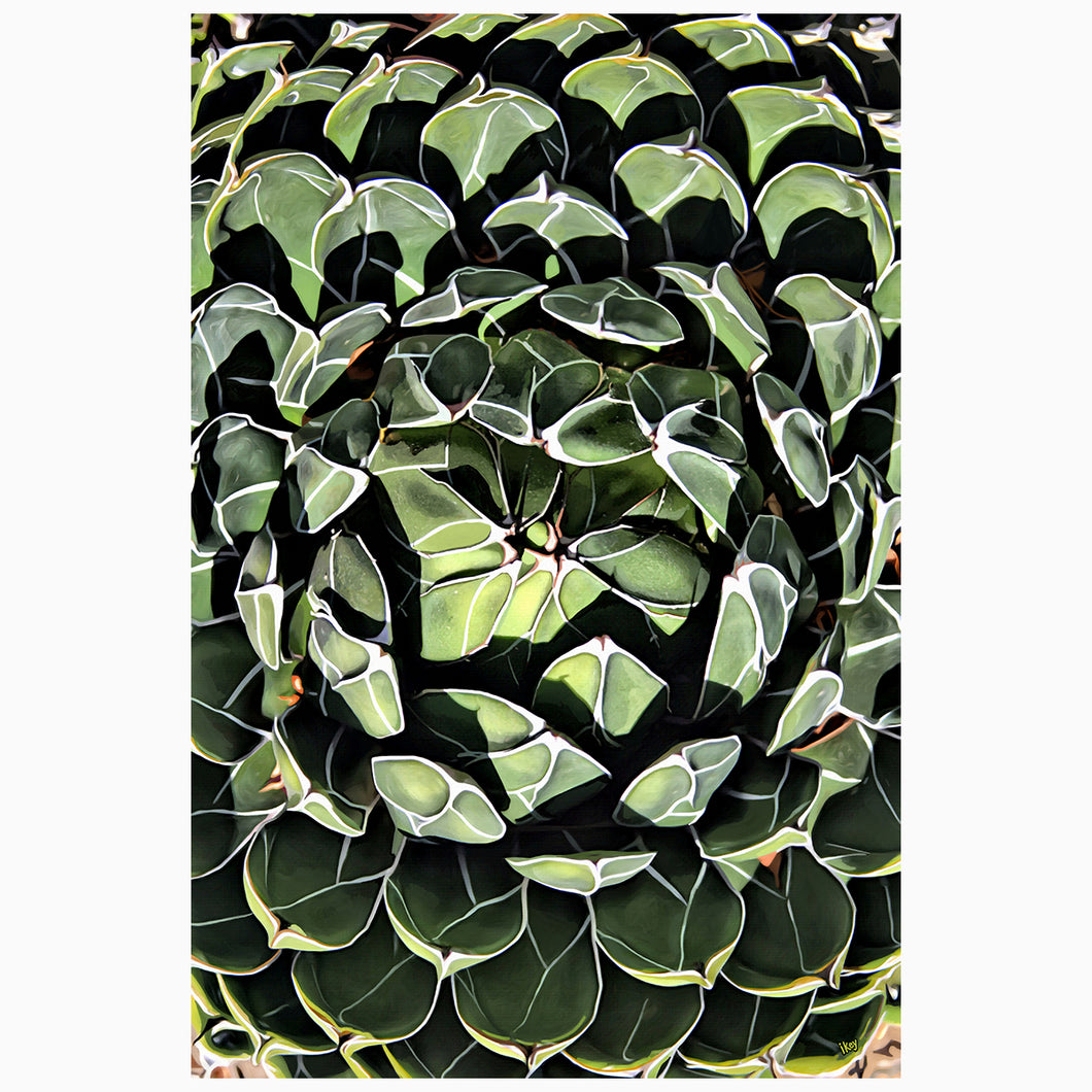 Green & White Agave